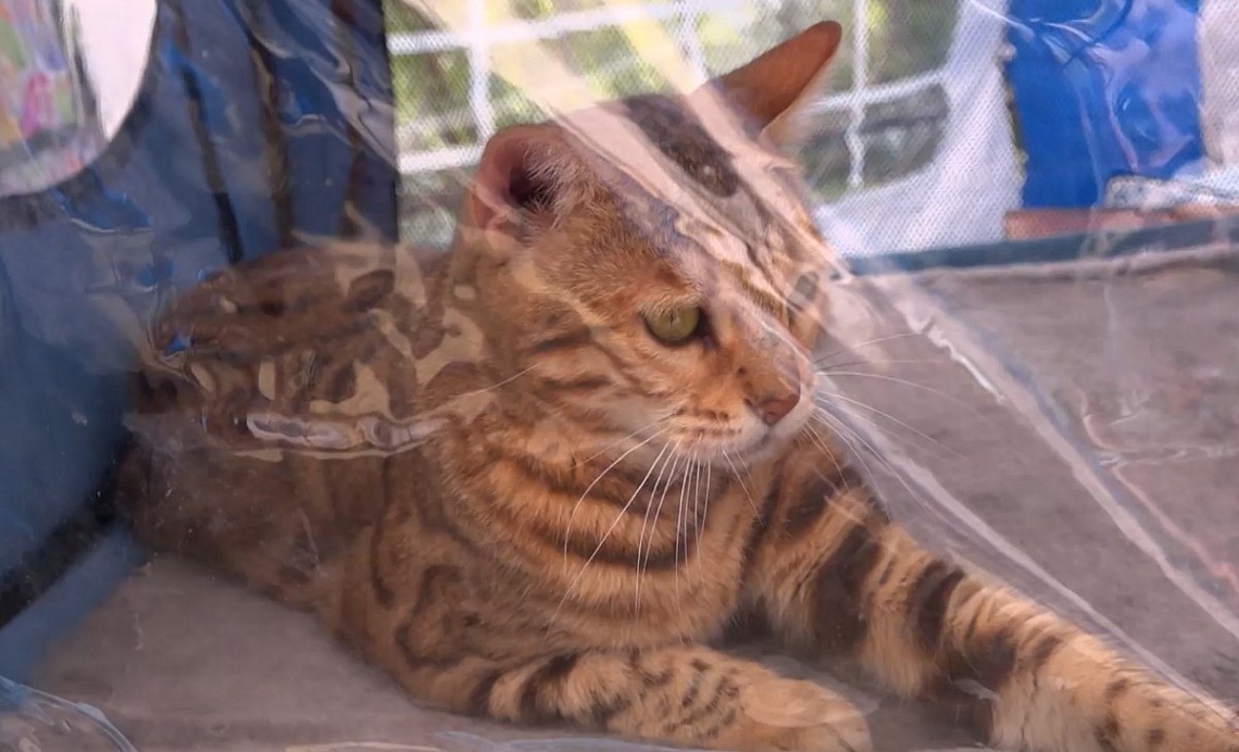 Пензенские зоозащитники приступили к реализации программы «Точка добра»